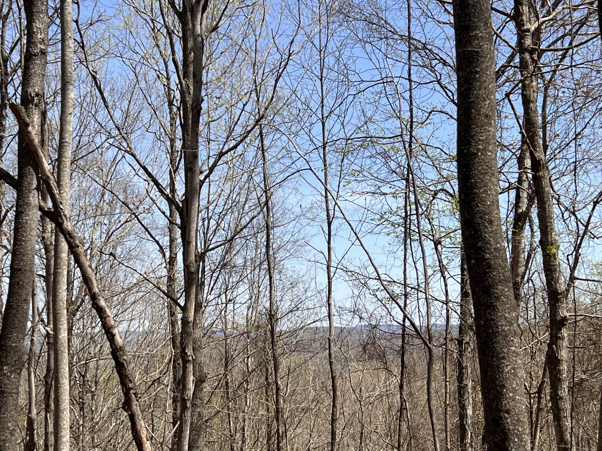 0 Tandy's Knob Road Doyle, TN 38559 - Photo 7 of 9