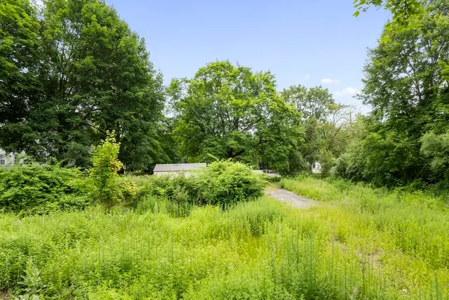 a view of a lush green space