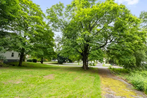 a view of a park with large trees