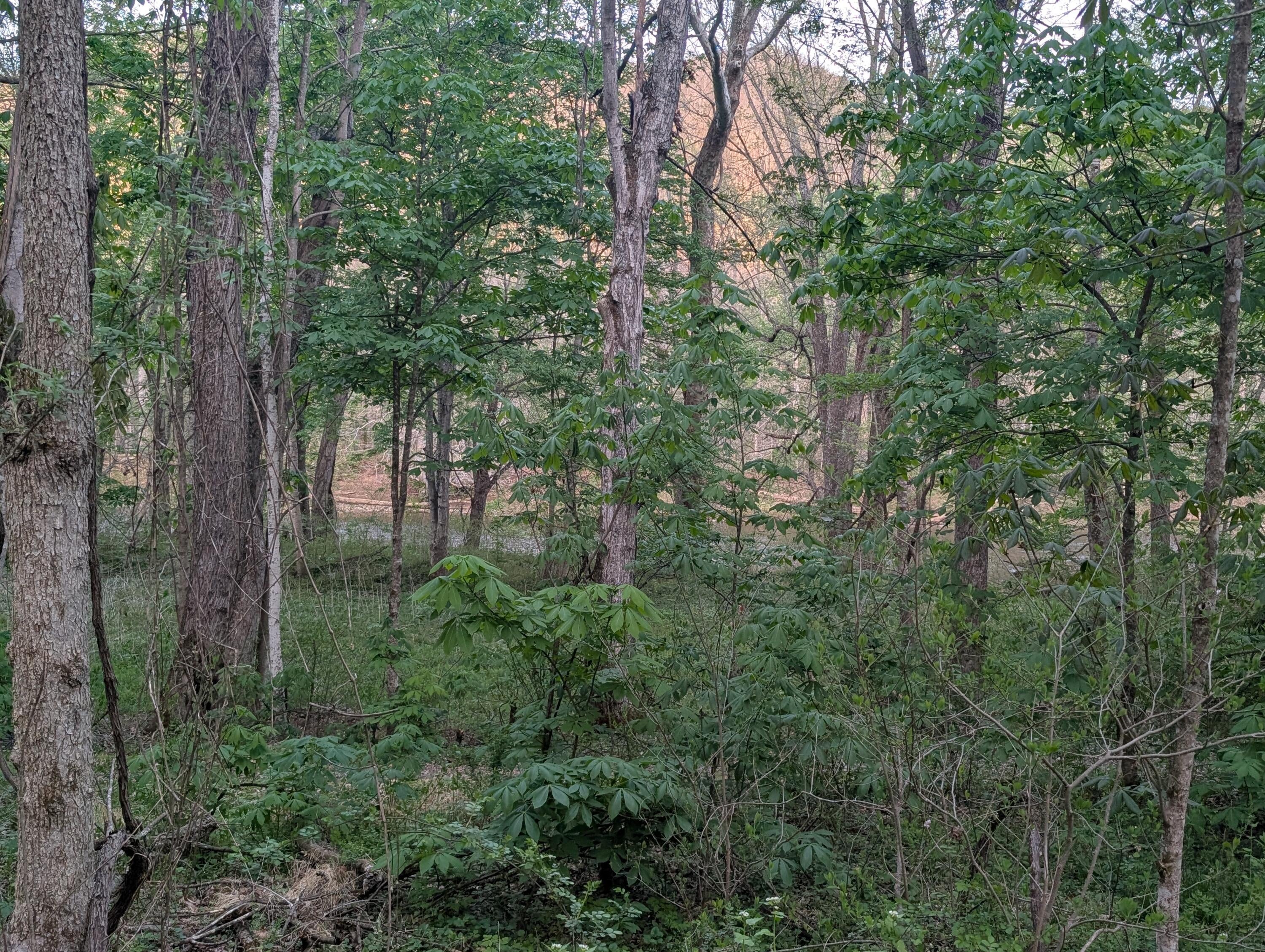 Tbd Keister Road Ronceverte, WV 24970 - Photo 4 of 14 Gallery Image 4