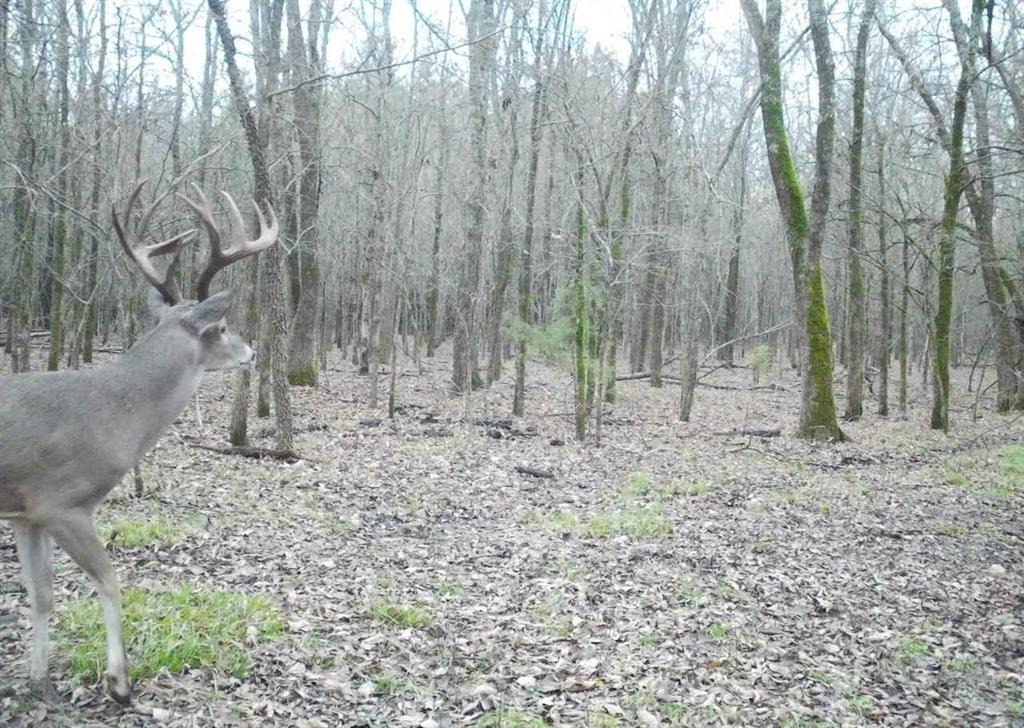 24200 County Road Roxton, TX 75477 - Photo 5 of 23