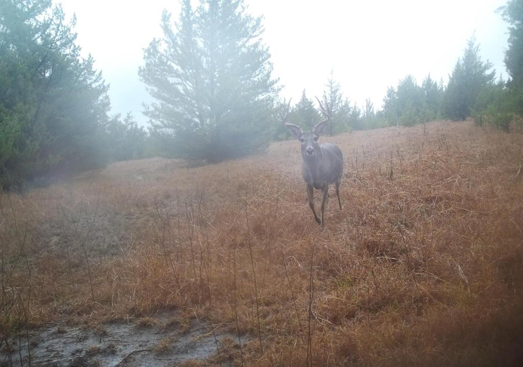 24200 County Road Roxton, TX 75477 - Photo 6 of 23