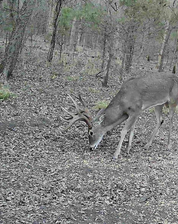 24200 County Road Roxton, TX 75477 - Photo 9 of 23