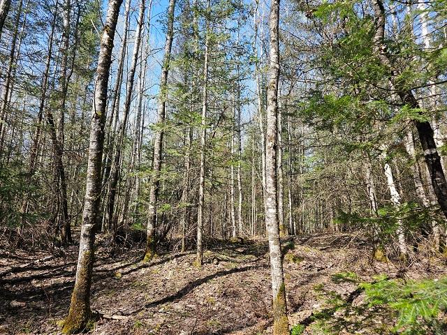 3614 West Nathan Pass Mercer, WI 54547 - Photo 13 of 25 Gallery Image 13