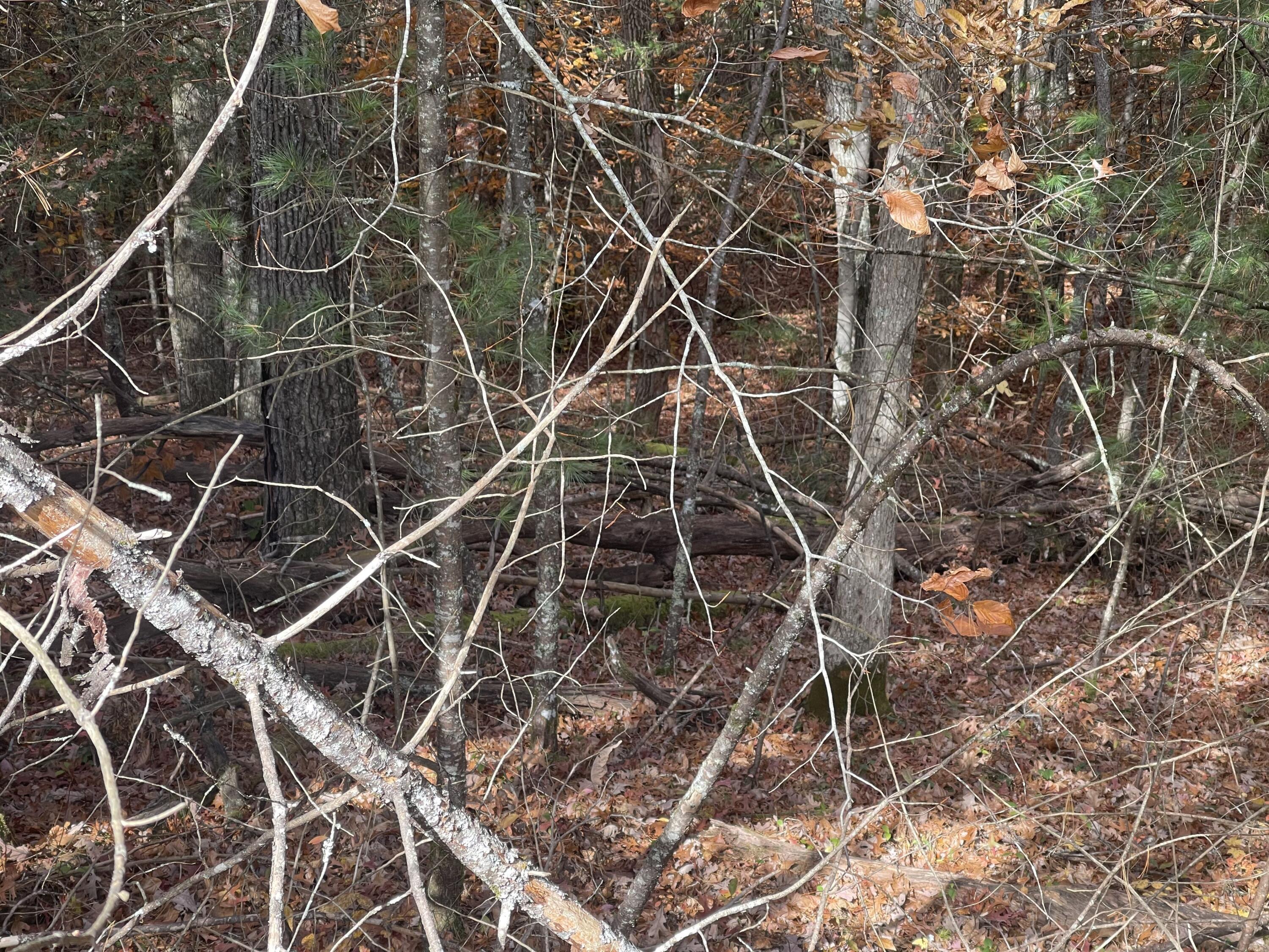 2075 Wright Mountain Road Rock, WV 24747 - Photo 9 of 13 Gallery Image 9