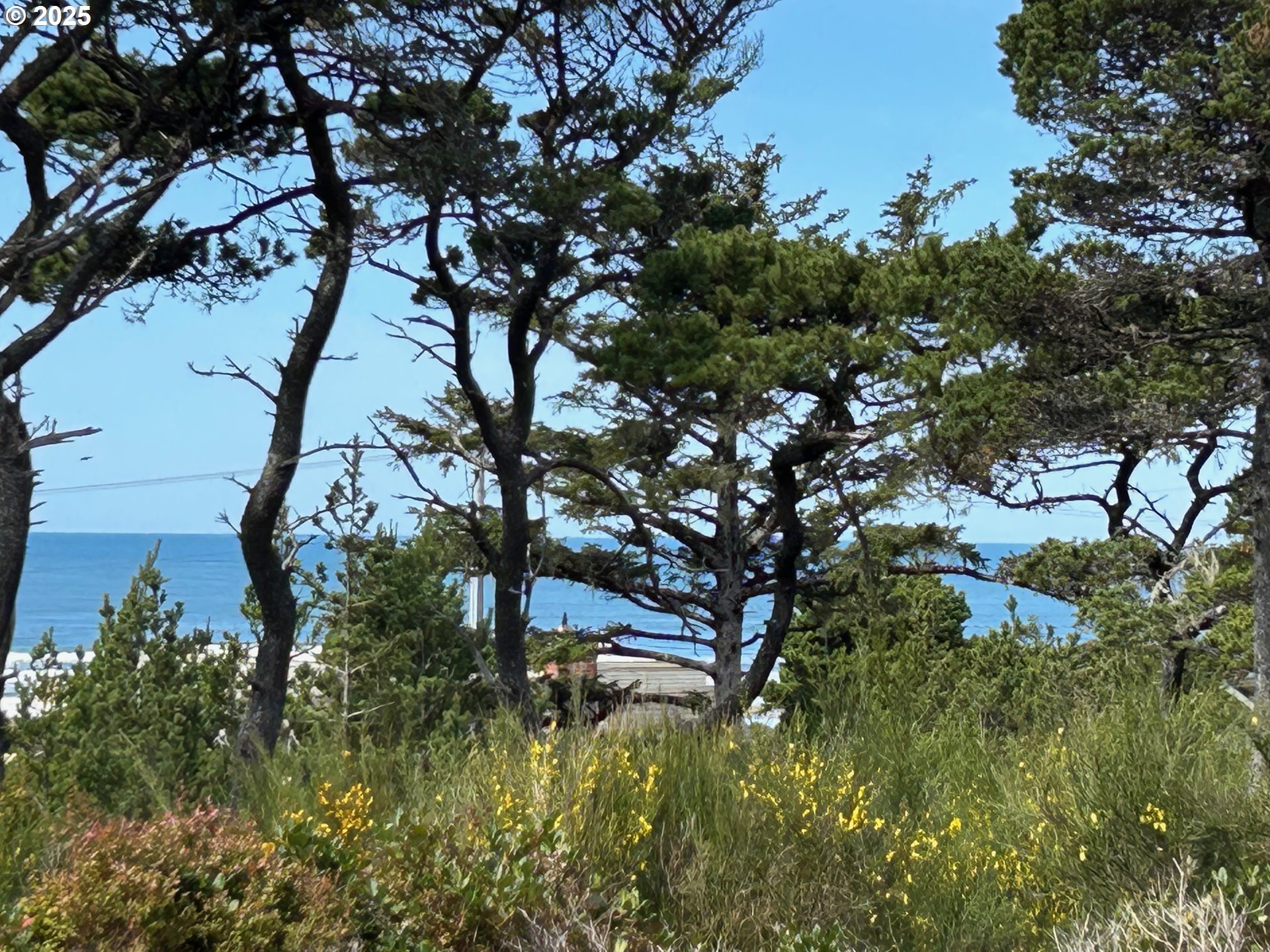 88433 2nd Avenue Florence, OR 97439 - Photo 7 of 25 a backyard of a house with lots of green space
