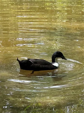 $535,000 | 292 High Country Crossing, Morganton, GA 30560