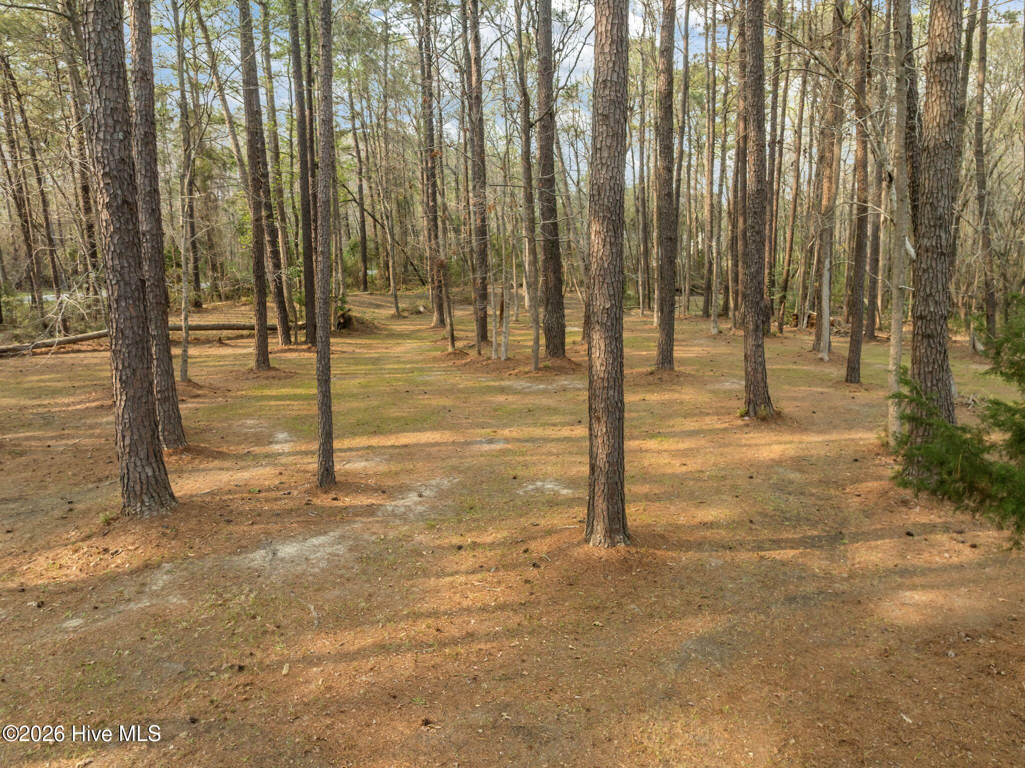 101 Forest Ridge Trail Stella, NC 28582 - Photo 63 of 65 24-web-or-mls-24