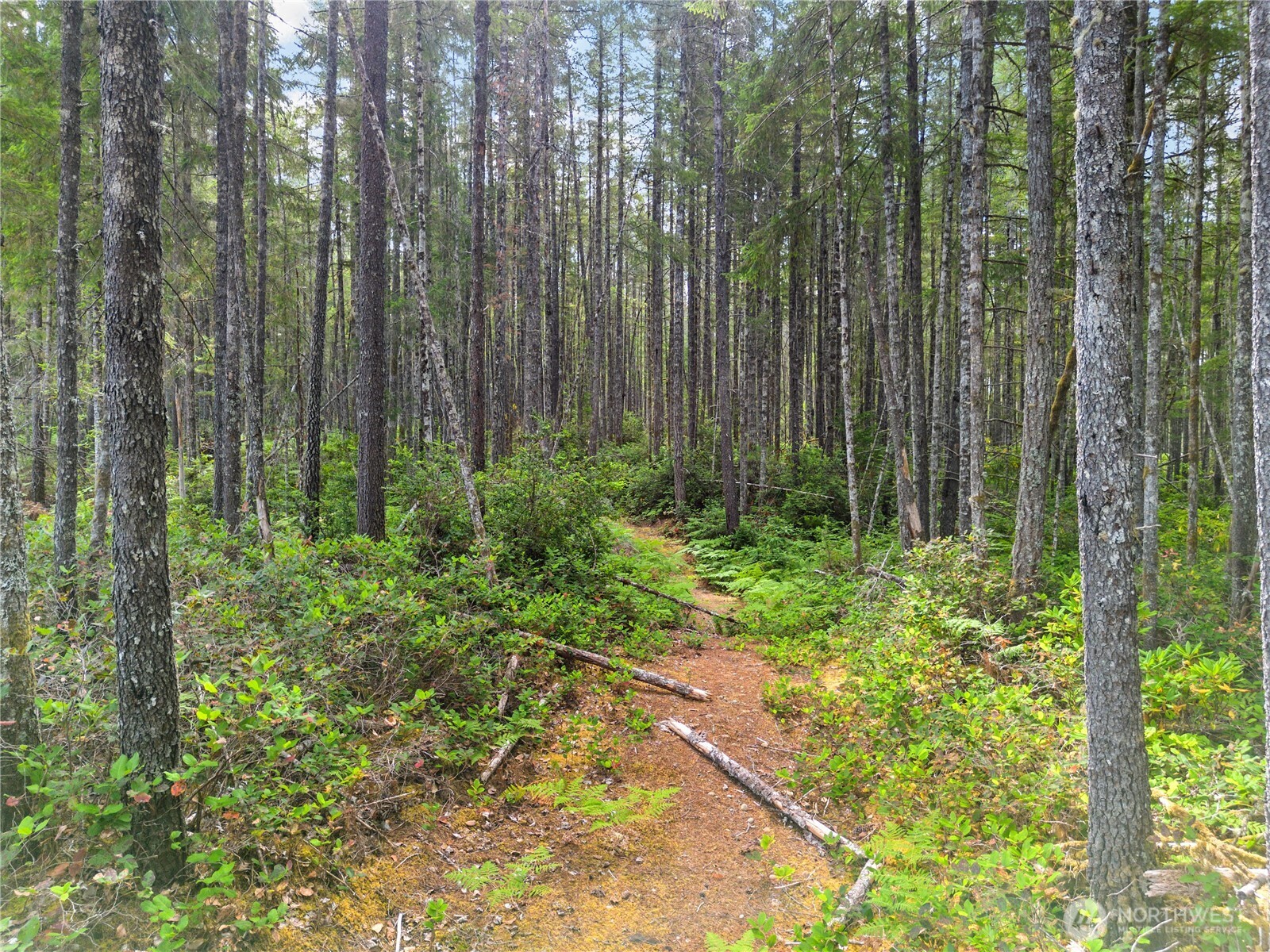 190 Northeast Pine Camp Road Belfair, WA 98528 - Photo 11 of 27 Gallery Image 11