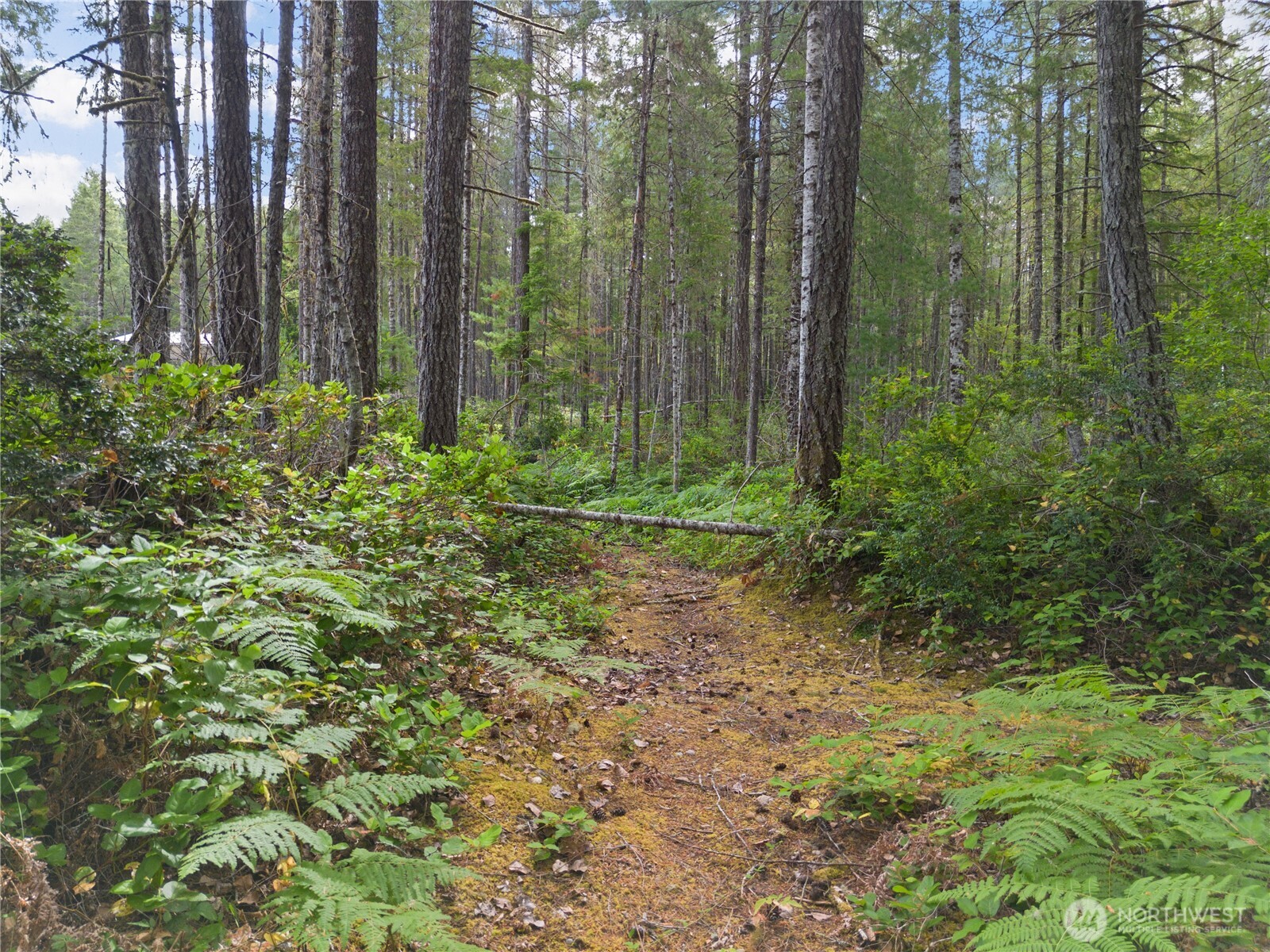 190 Northeast Pine Camp Road Belfair, WA 98528 - Photo 13 of 27 Gallery Image 13