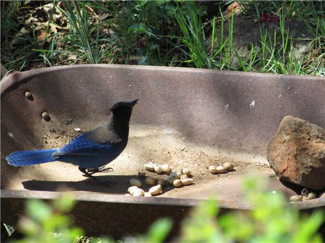 34423 Engineers Road Julian, CA 92036 - Photo 19 of 20 Steller jay enjoying peanuts.