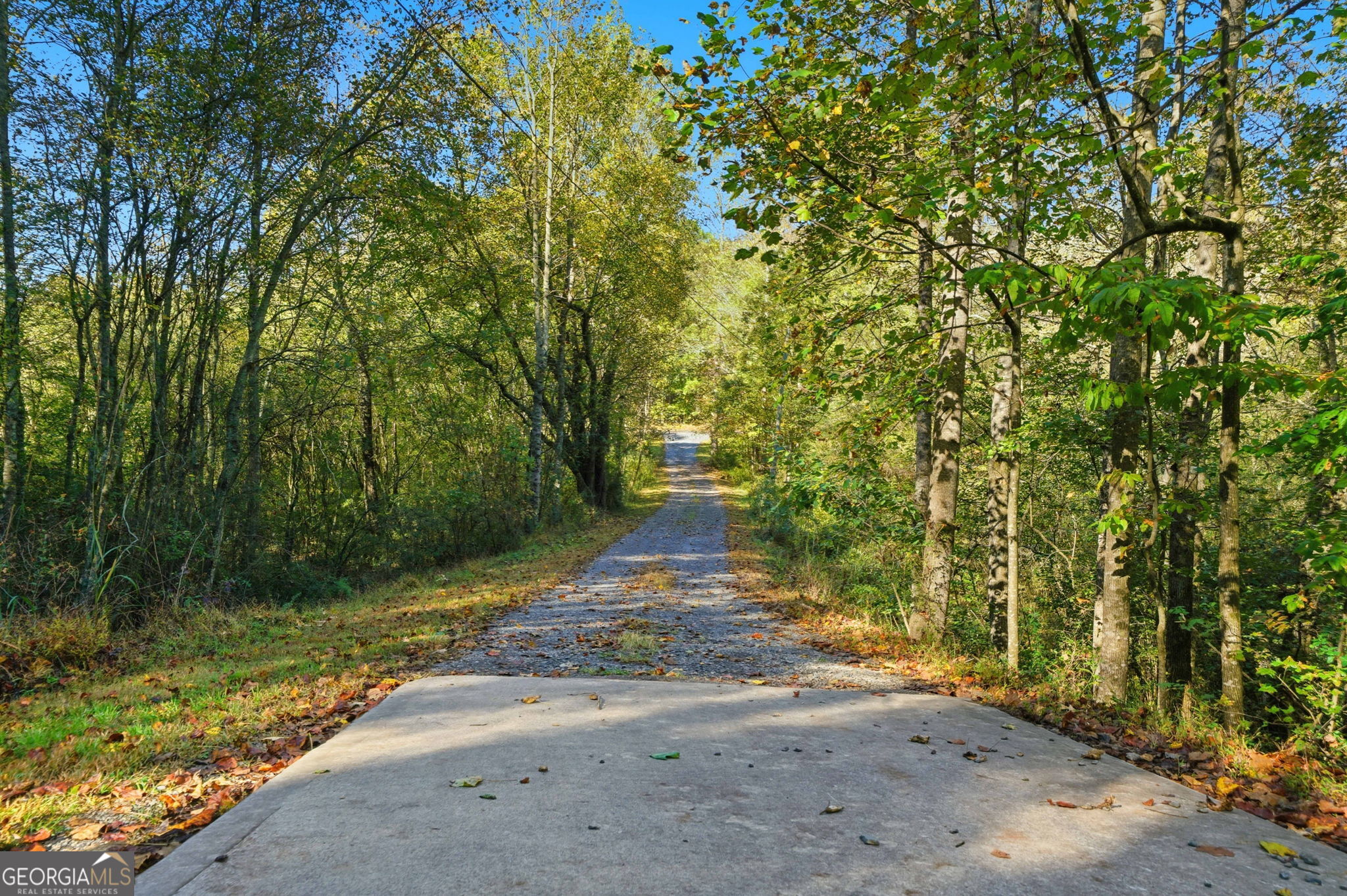 1907 John Call Road Ellijay, GA 30536 - Photo 7 of 41 a view of a yard with plants and large trees