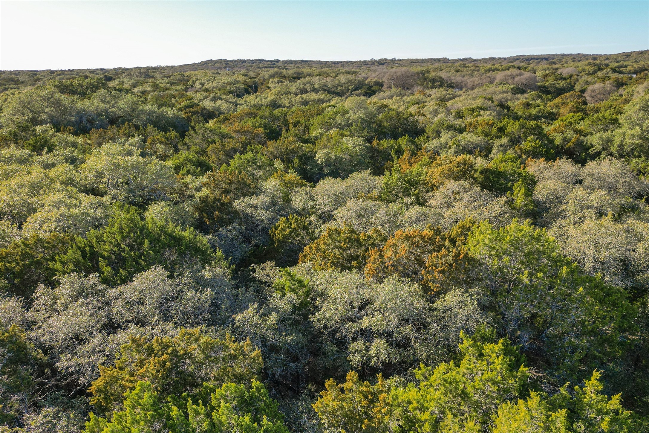 a view of a forest with a street