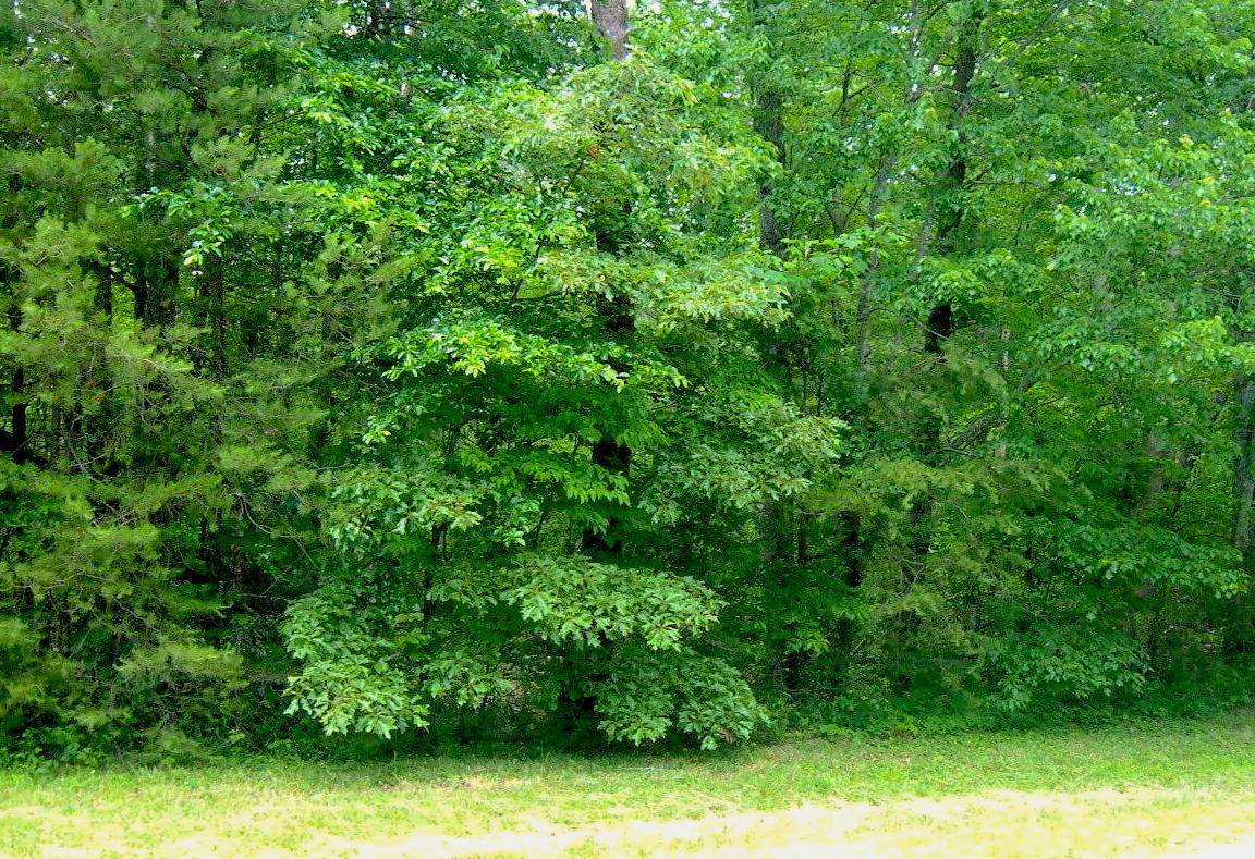 Crest Place Monterey, TN 38574 - Photo 1 of 3 Cumberland Cove TN