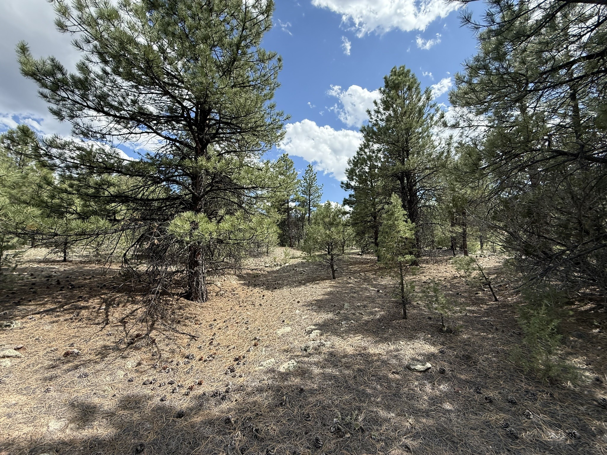 2318 Old Red River Road Questa, NM 87556 - Photo 24 of 36