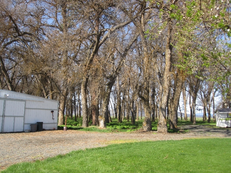 43763 McArthur Road Fall River Mills, CA 96028 - Photo 12 of 46 a backyard of a house with lots of green space and fountain