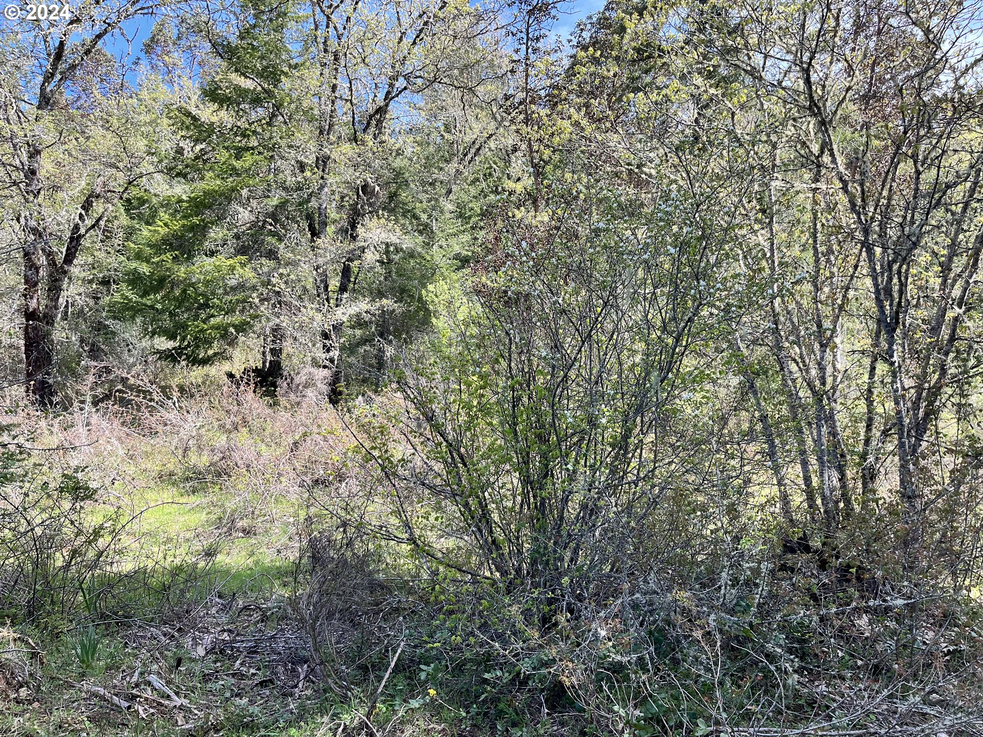 145 Holmes Creek Road Camas Valley, OR 97416 - Photo 13 of 20 a view of a yard with a tree