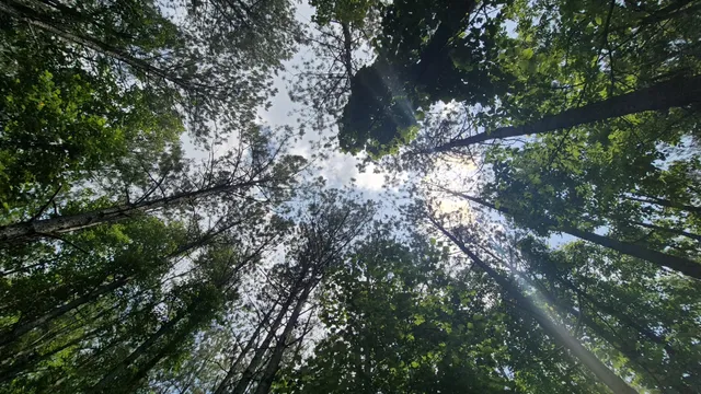 a view of outdoor space with trees