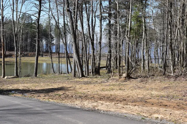 a view of a garden with plants and large trees