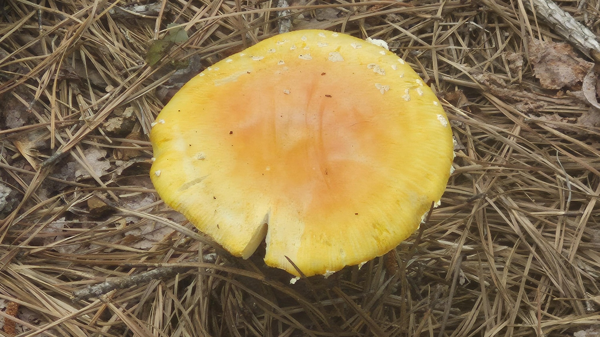 4560 Raulston Falls Drive Jasper, TN 37347 - Photo 27 of 47