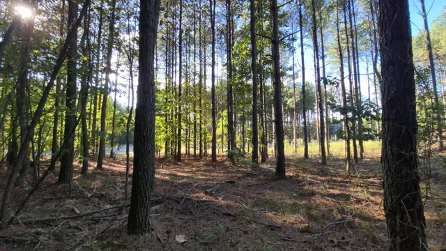 a view of outdoor space with lots of trees