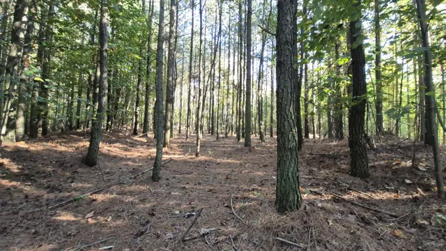 a view of a forest with trees in the background