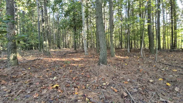 a view of a forest with trees in the background