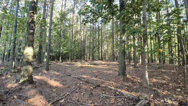 a view of outdoor space with lots of trees