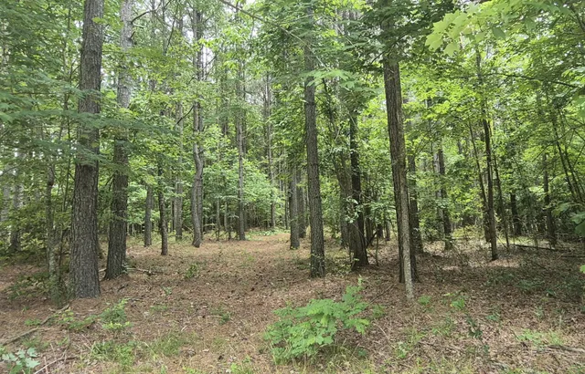 a view of a forest with trees in the background