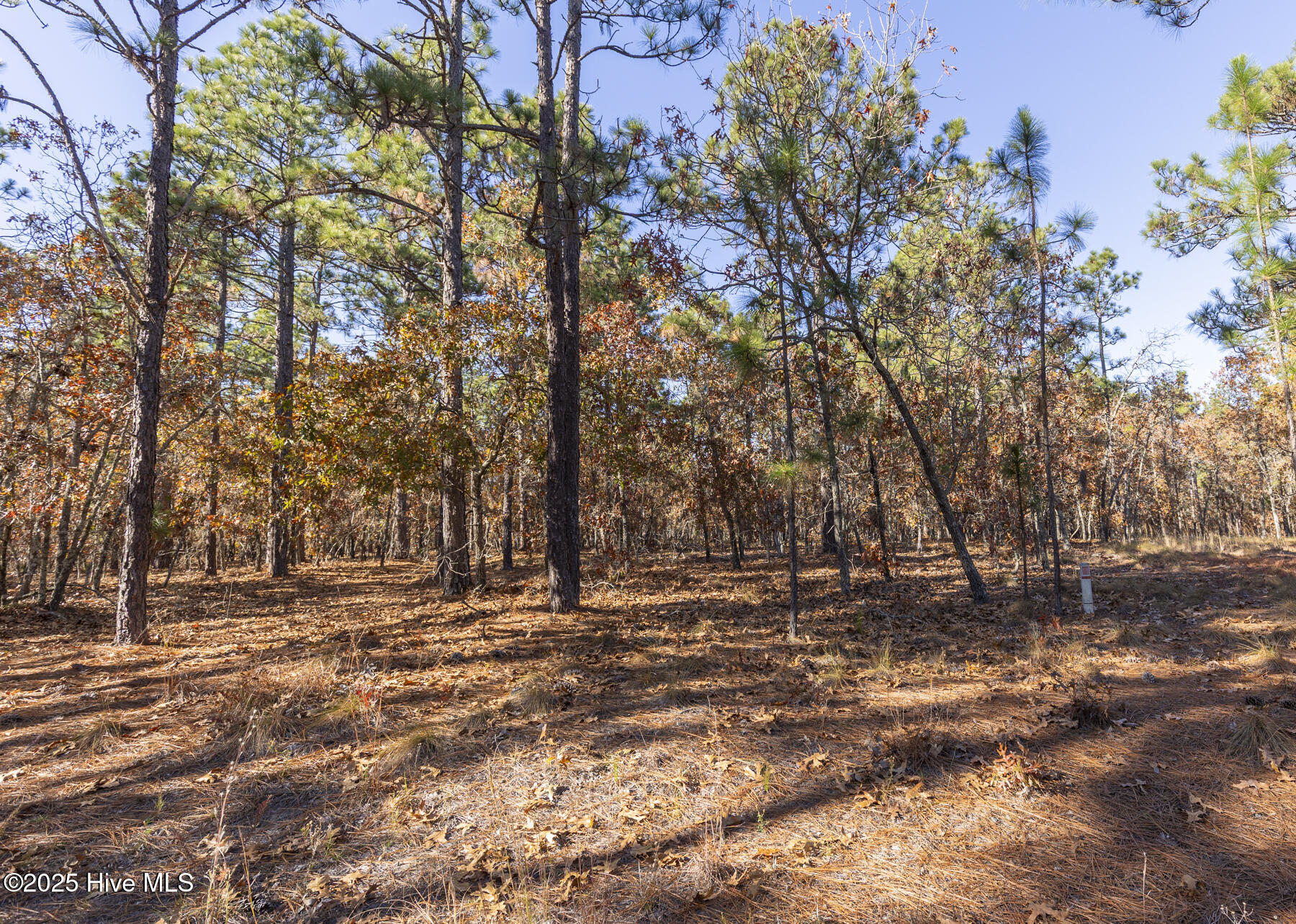 465 Roundabout Road Carthage, NC 28327 - Photo 2 of 10 465 Roundabout Rd