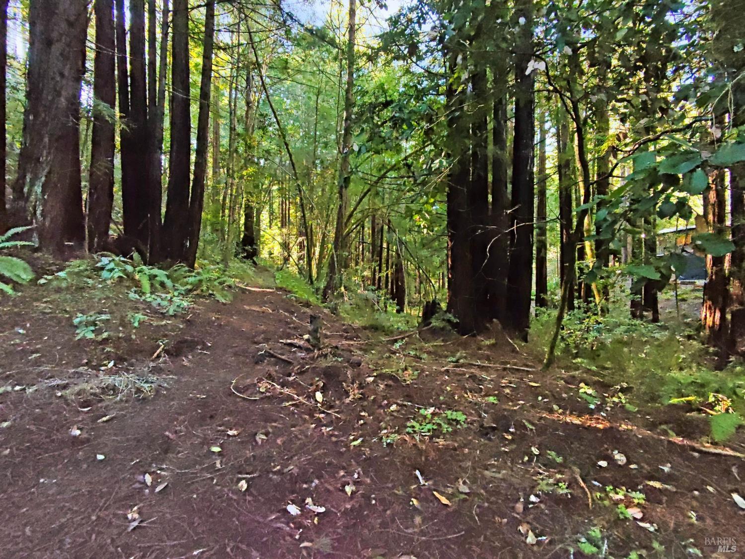 16125 Bittner Road Occidental, CA 95465 - Photo 7 of 31 Your very own hiking trail awaits.