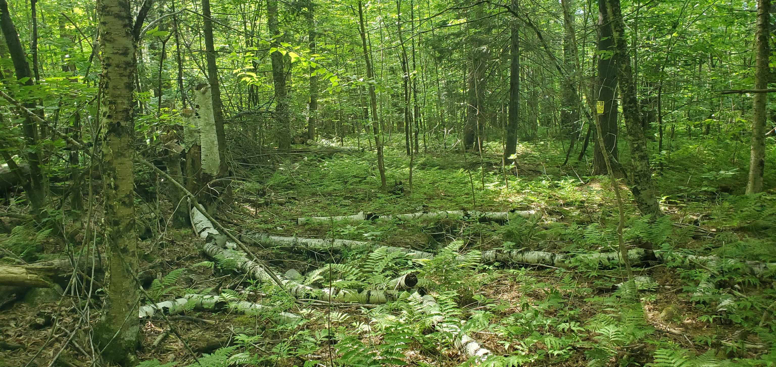 420 Gale Chandler Road Landaff, NH 03585 - Photo 14 of 28