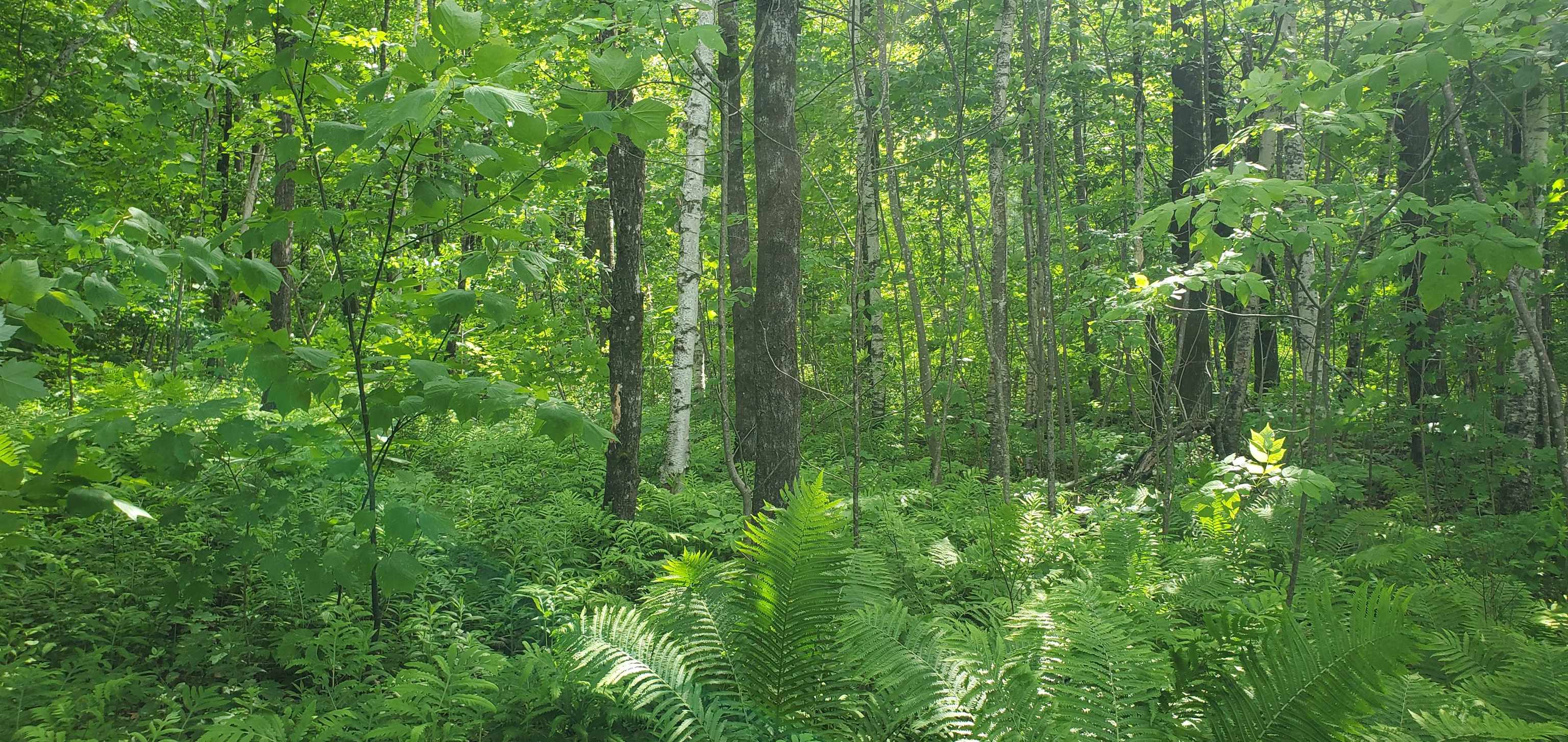 420 Gale Chandler Road Landaff, NH 03585 - Photo 16 of 28