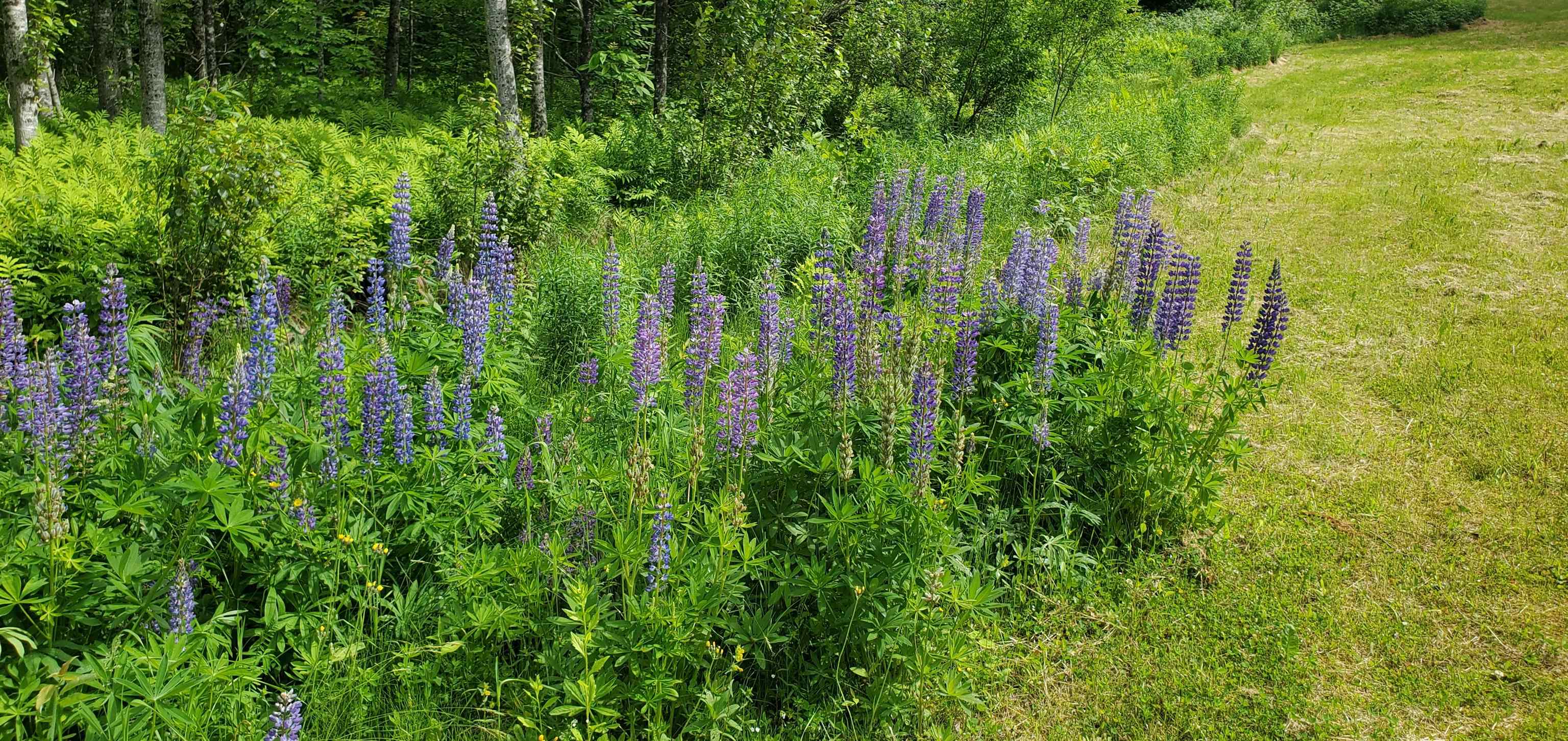 420 Gale Chandler Road Landaff, NH 03585 - Photo 4 of 28