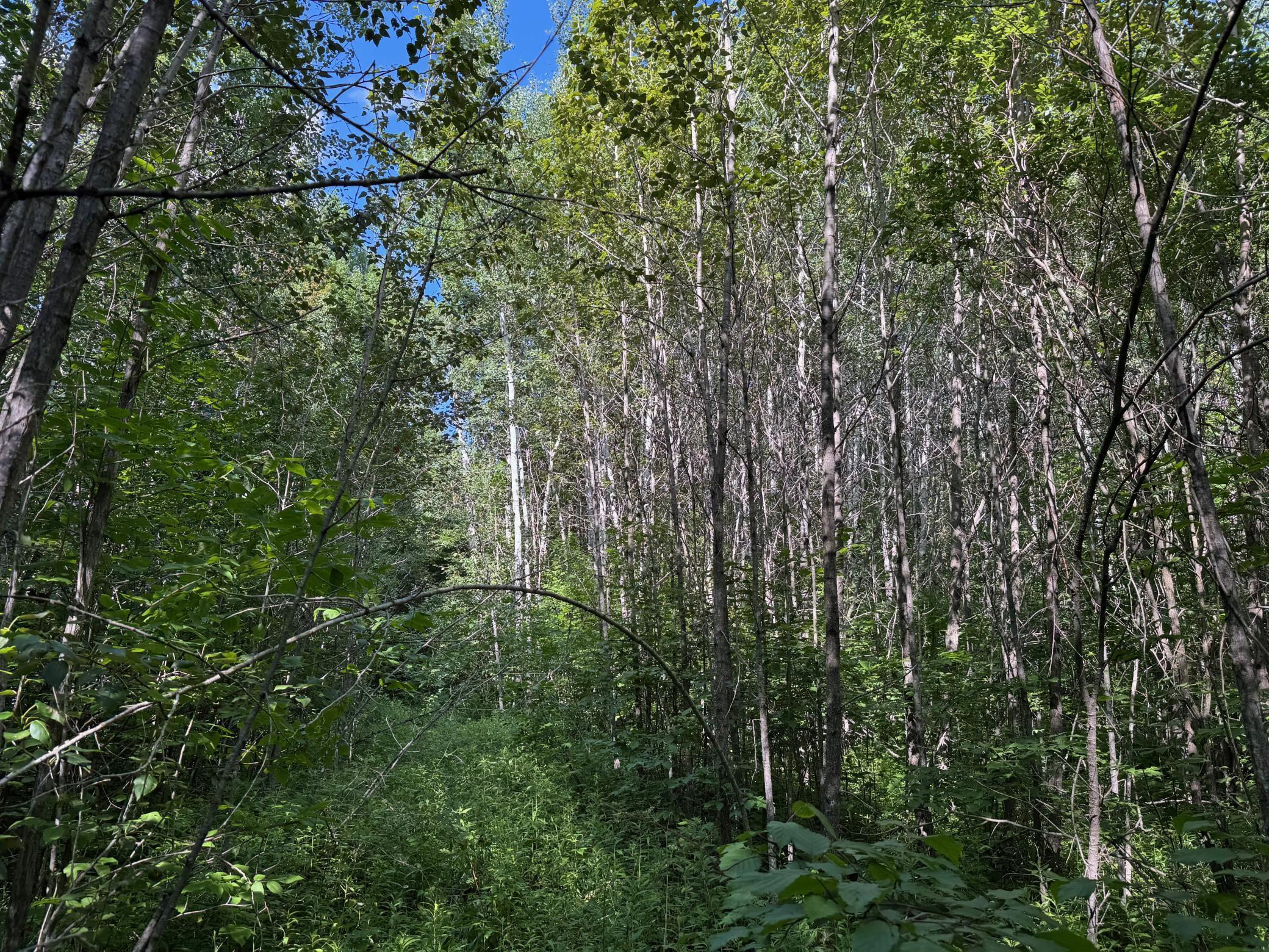 40 A Bridgie Road Northome, MN 56661 - Photo 6 of 10