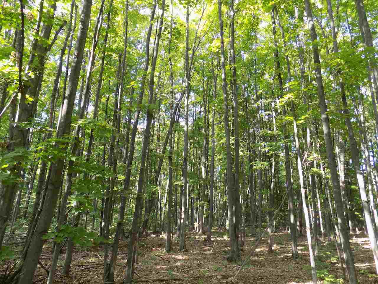 18848 Cedar Run Road Traverse City, MI 49684 - Photo 37 of 38 1852902-36.JPG