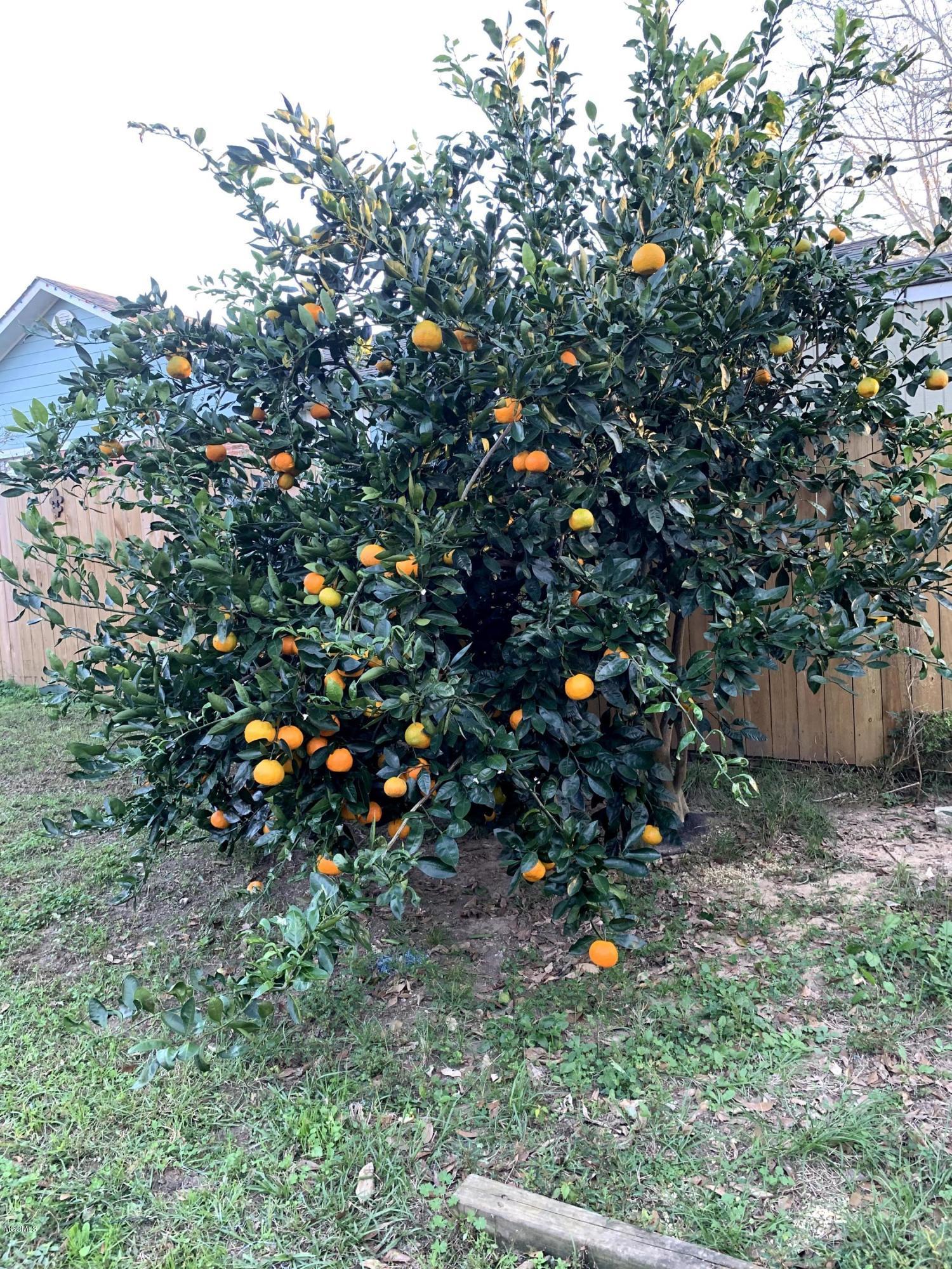22086 Rayvan Lane Kiln, MS 39556 - Photo 21 of 22 Fruit Tree