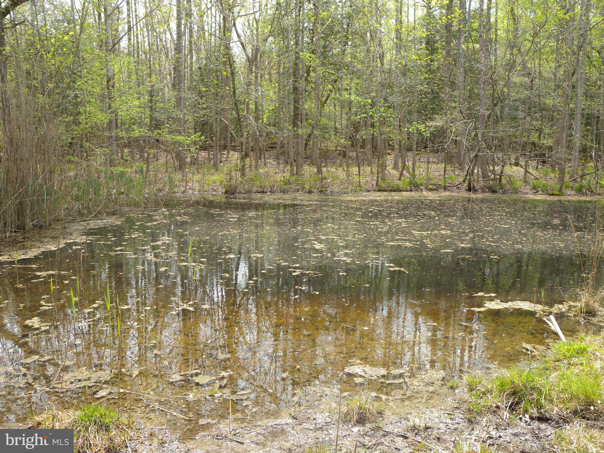 Statum Road Denton, MD 21629 - Photo 3 of 12 View