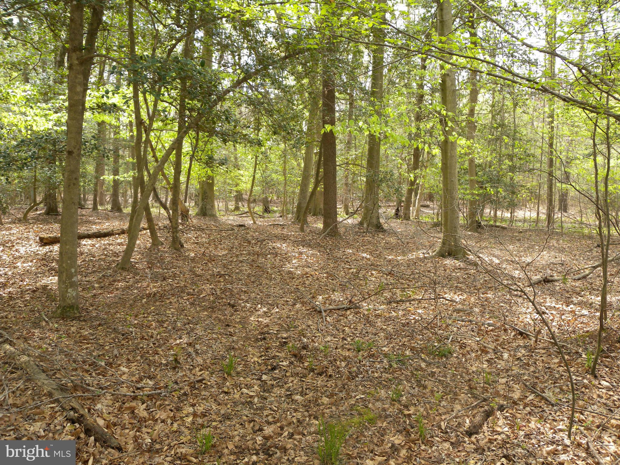 Statum Road Denton, MD 21629 - Photo 5 of 12 View
