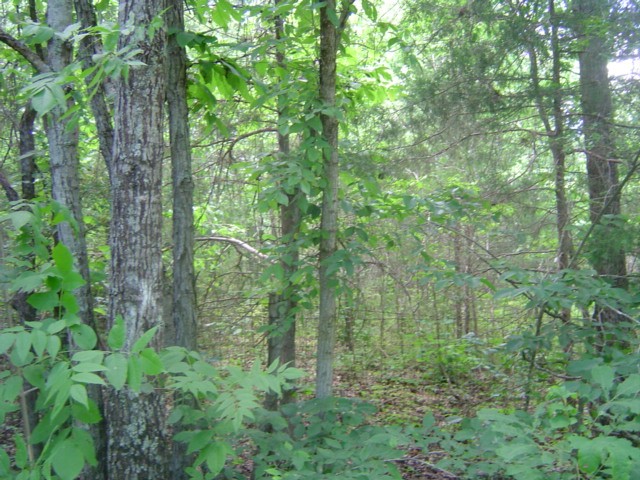 0 Mill Road Shelbyville, TN 37160 - Photo 1 of 8 Gallery Image 1