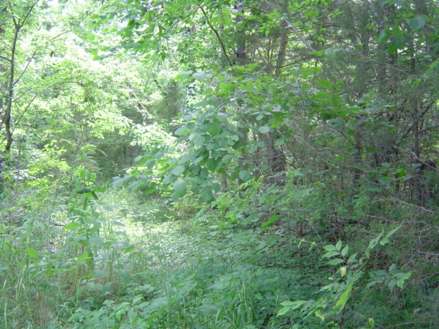 0 Mill Road Shelbyville, TN 37160 - Photo 2 of 8 Gallery Image 2