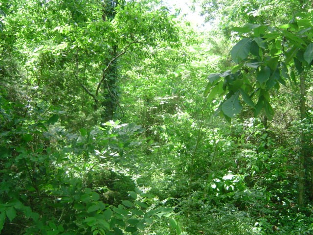 0 Mill Road Shelbyville, TN 37160 - Photo 3 of 8 Gallery Image 3