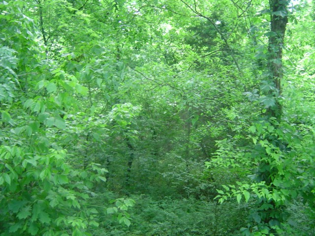 0 Mill Road Shelbyville, TN 37160 - Photo 4 of 8 Gallery Image 4