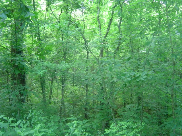 0 Mill Road Shelbyville, TN 37160 - Photo 5 of 8 Gallery Image 5