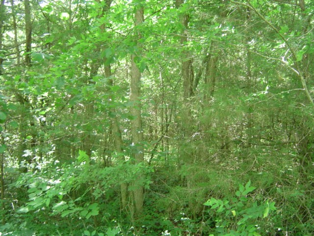 0 Mill Road Shelbyville, TN 37160 - Photo 6 of 8 Gallery Image 6