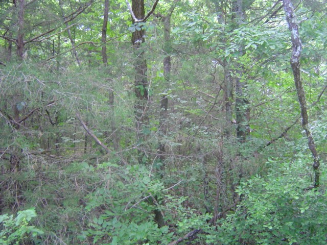 0 Mill Road Shelbyville, TN 37160 - Photo 7 of 8 Gallery Image 7
