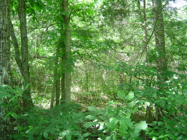 0 Mill Road Shelbyville, TN 37160 - Photo 8 of 8 Gallery Image 8
