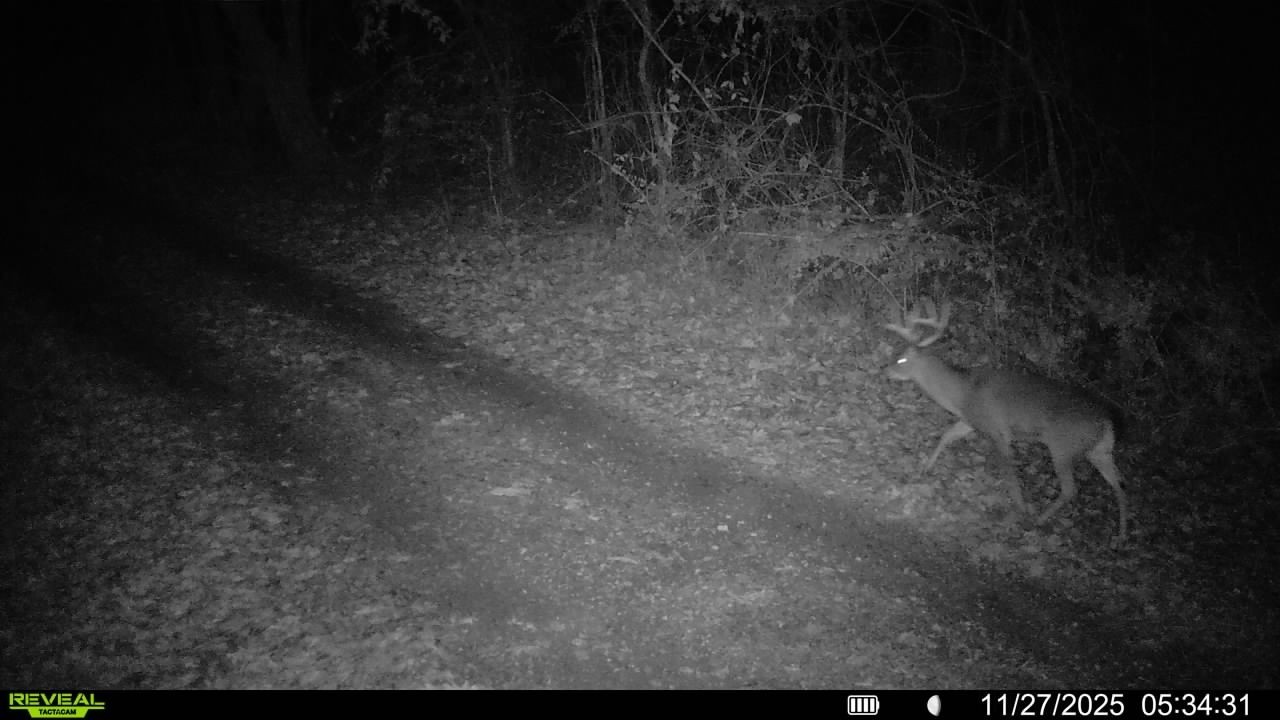 3 Tallent Road Pulaski, TN 38478 - Photo 16 of 22 a view of basement