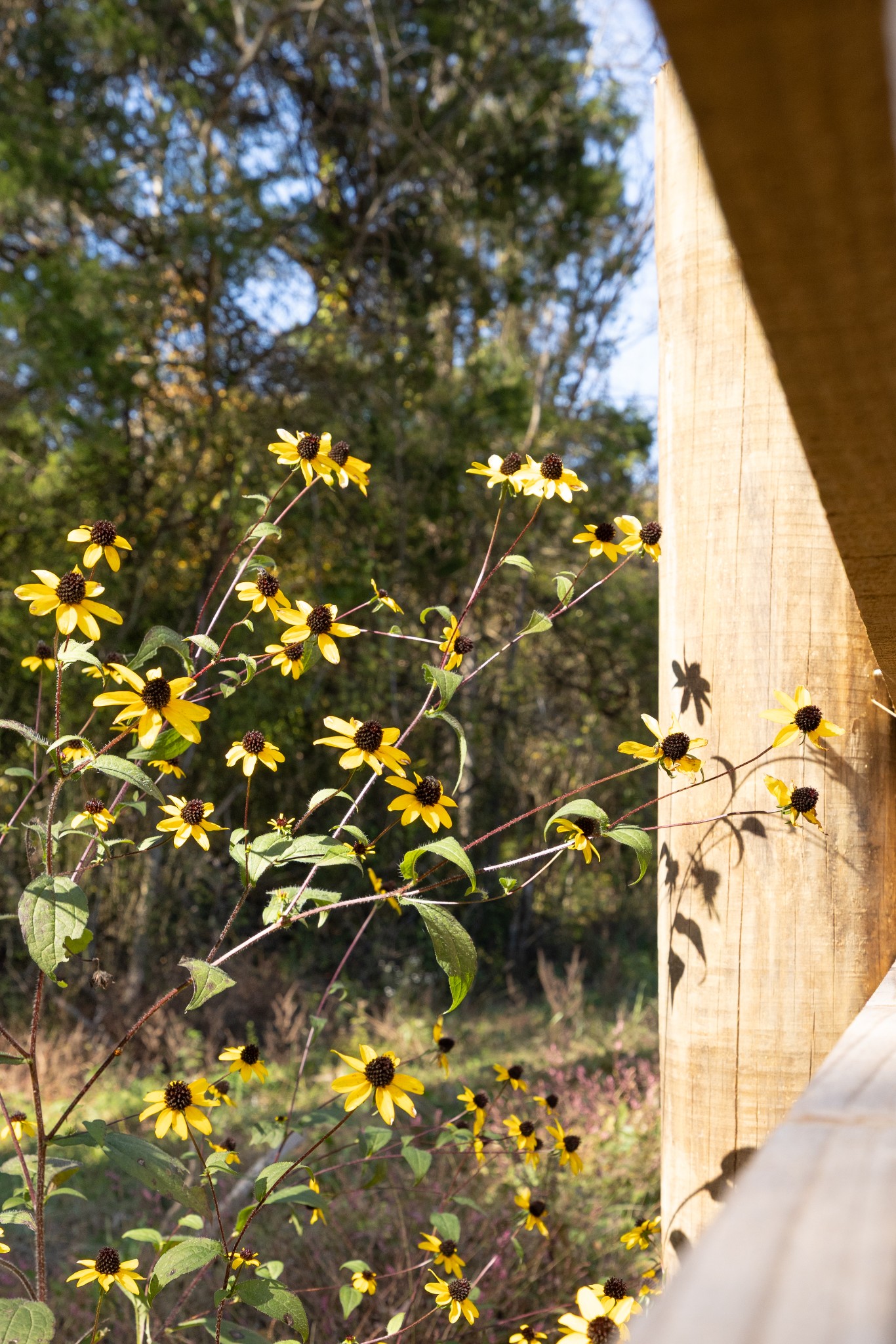 3 Tallent Road Pulaski, TN 38478 - Photo 6 of 22 a view of under tree