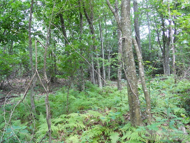 963-984 Dillard Coffey Road Boone, NC 28607 - Photo 6 of 11 Gallery Image 6